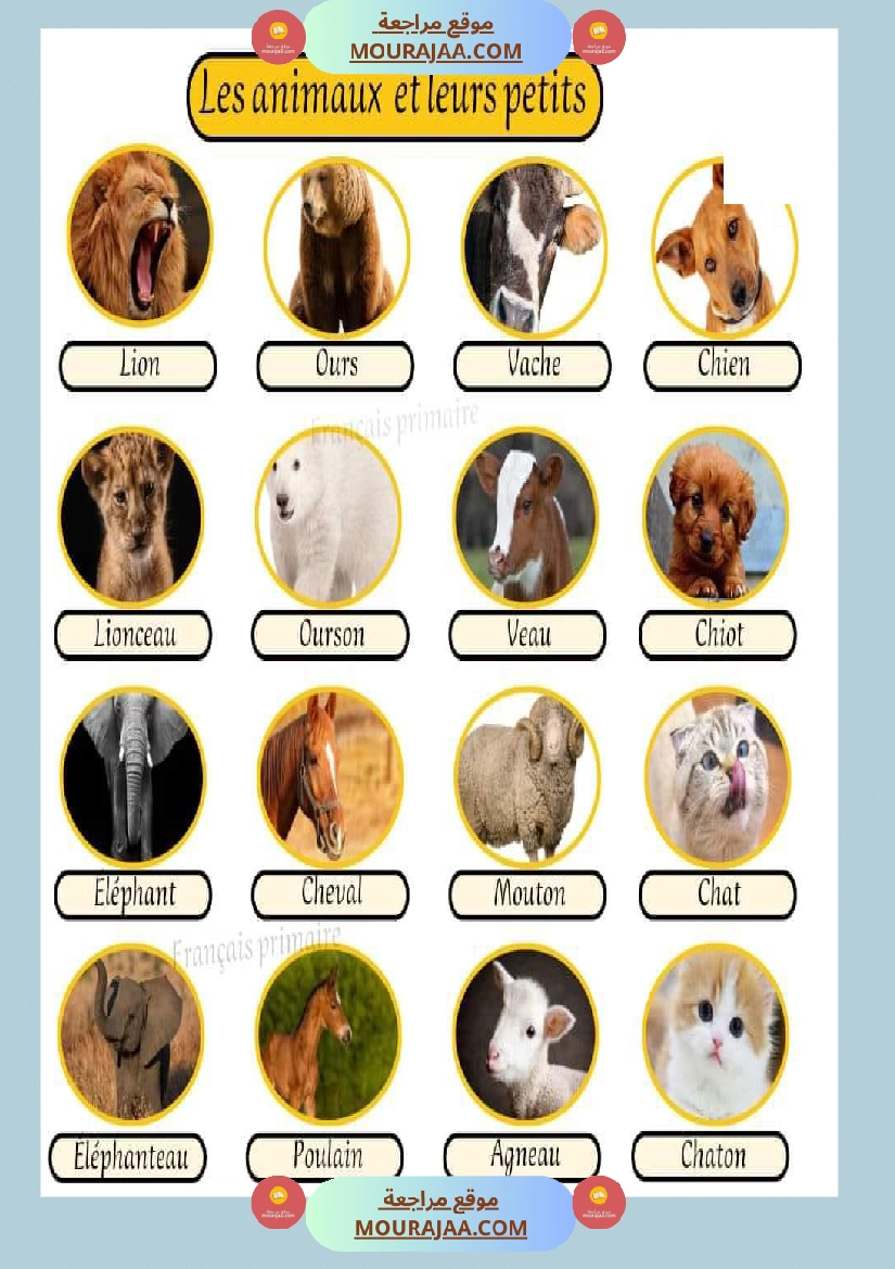 les anumaux et leurs petits