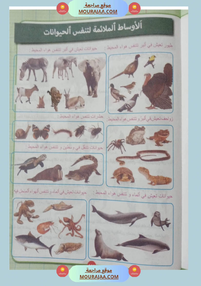 بحوث ايقاظ علمي سنة رابعة