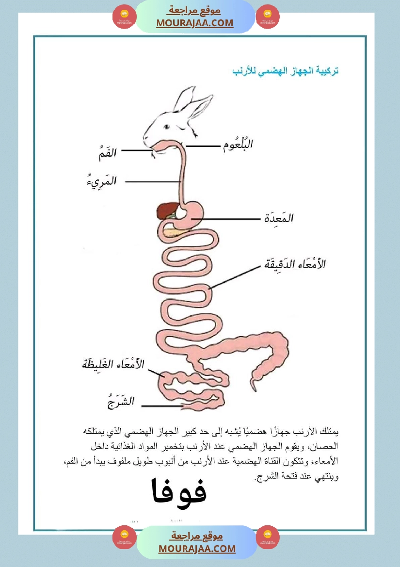 سنة رابعة ايقاظ علمي ثلاثي 2 الجهاز الهضمي عند الأرنب صفحة 2