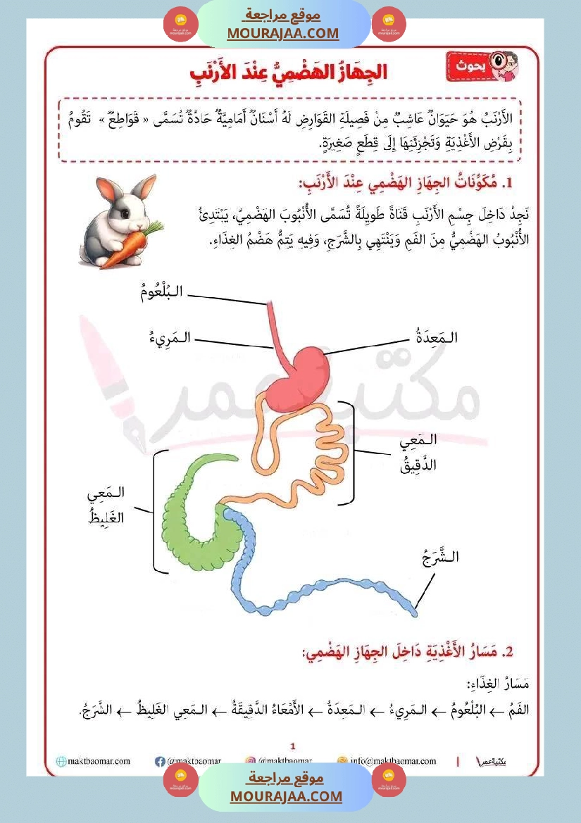 سنة رابعة ايقاظ علمي ثلاثي 2 الجهاز الهضمي عند الأرنب صفحة 4