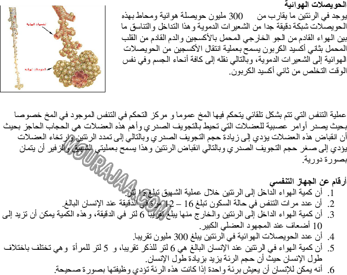 الجهاز التنفسي - أعضاء التنفس لدى الإنسان صفحة 2