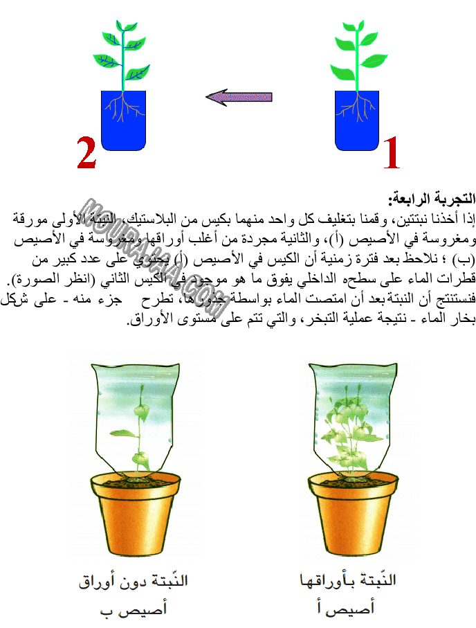 امتصاص الماء وعملية التبخر عند النبتة صفحة 2