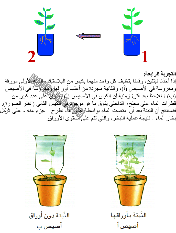 امتصاص الماء وعملية التبخر عند النبتة صفحة 2