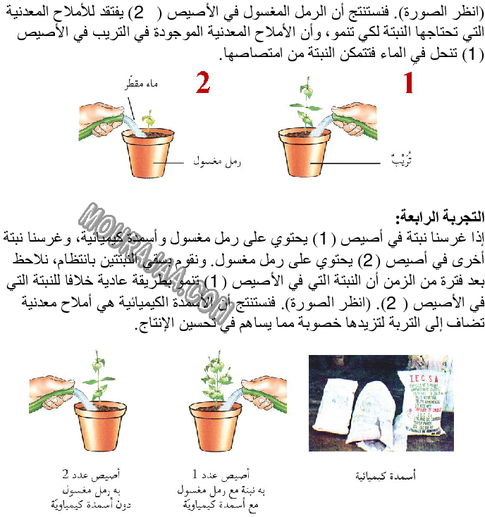 حاجة النبتة إلى الماء والأملاح المعدنية صفحة 2
