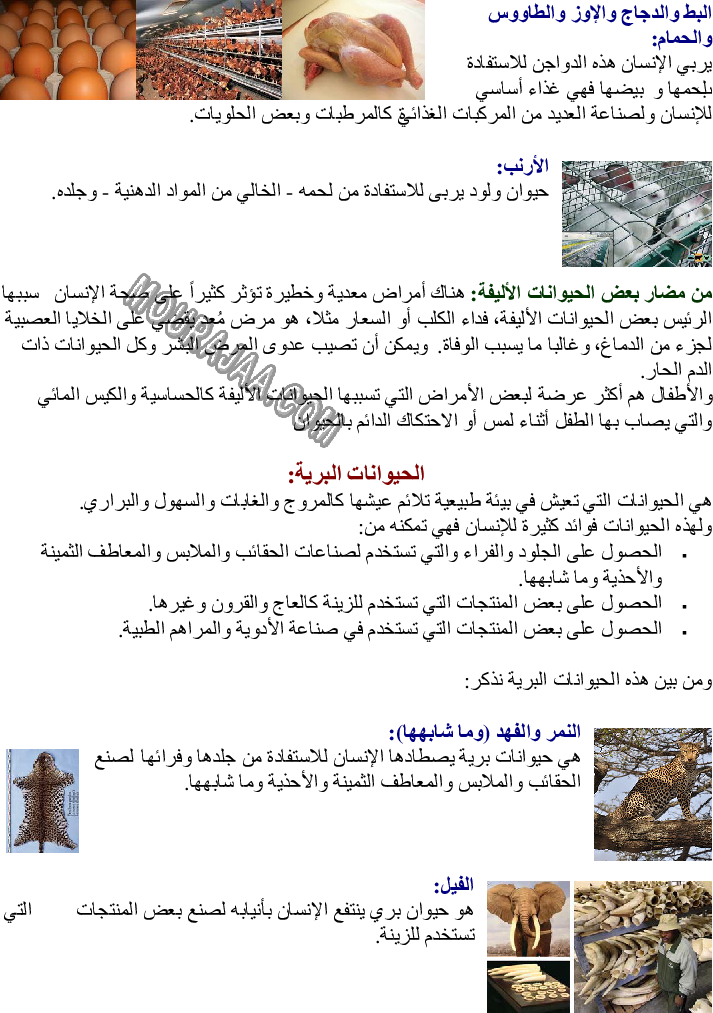 الحيوانات الأليفة - منافعها ومضارها - والحيوانات البرية - منافعها - صفحة 2
