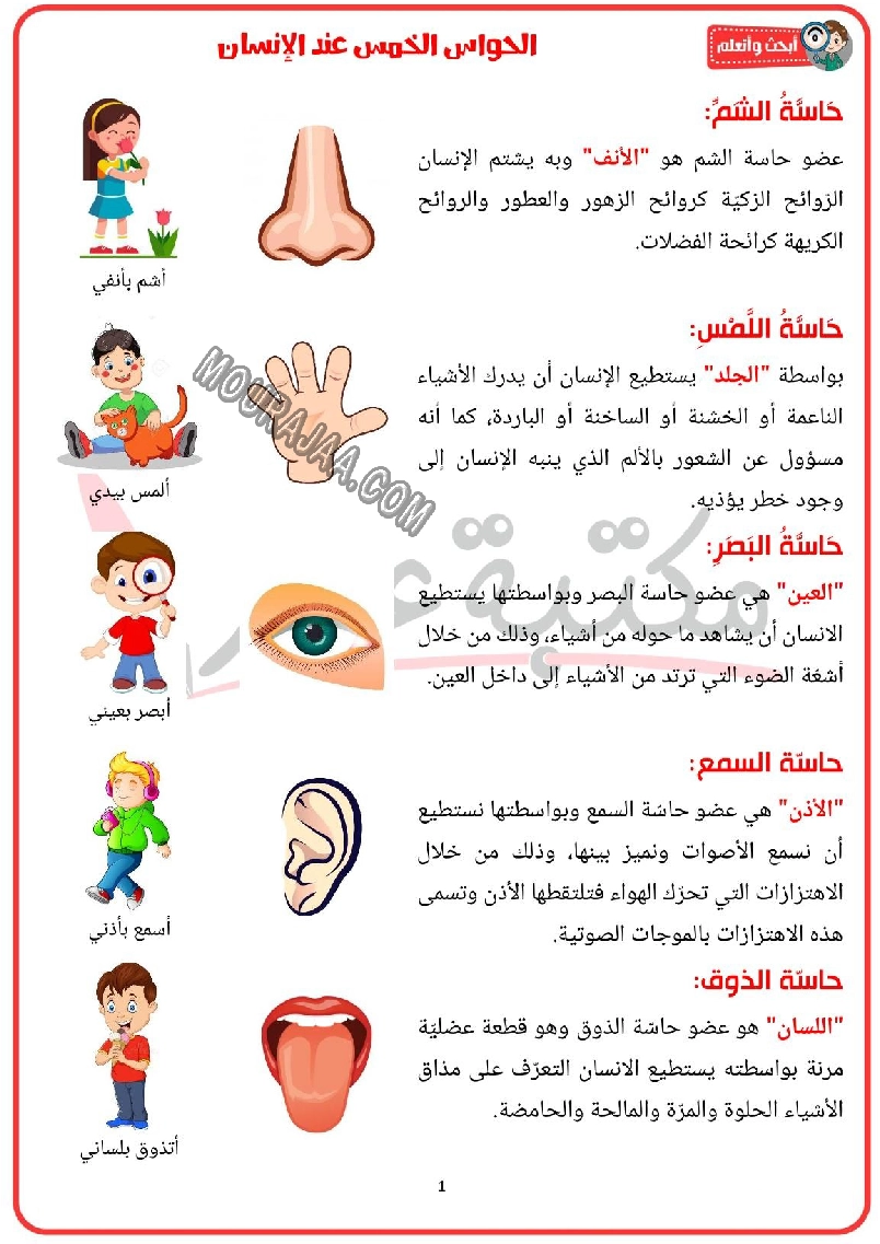 الحواس الخمس عند الانسان 2022