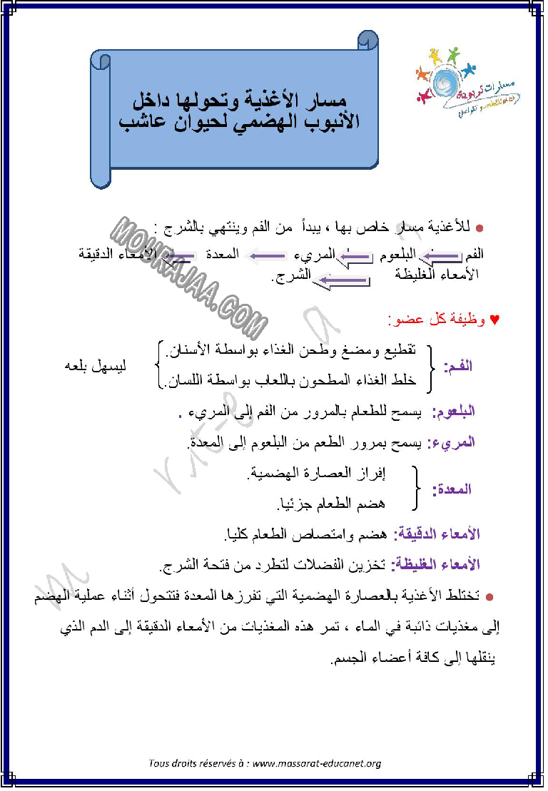 مسار الاغذية و تحولها داخل الامبوب الهضمي لحيوان عاشب صفحة 1