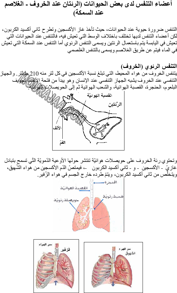 أعضاء التنفس لدى بعض الحيوانات - الرئتان عند الخروف- الغلاصم عند السمكة صفحة 1