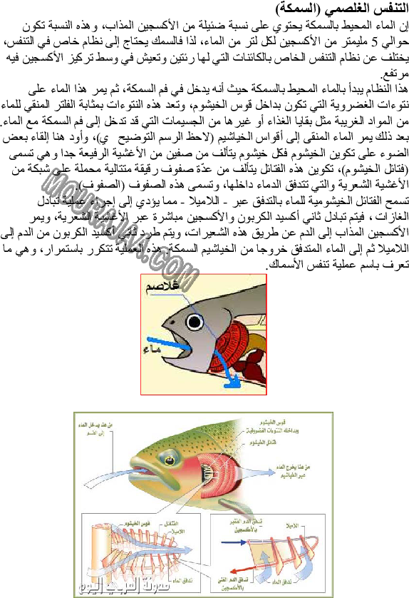 أعضاء التنفس لدى بعض الحيوانات - الرئتان عند الخروف- الغلاصم عند السمكة صفحة 2
