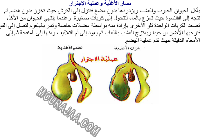 مسار الأغذية وتحولها داخل الأنبوب الهضمي لحيوان عاشب صفحة 2