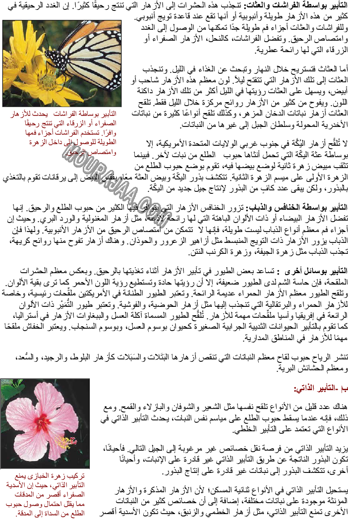 التأبير والإخصاب ودورة حياة النبتة الزهرية (حولية ودائمة) صفحة 2