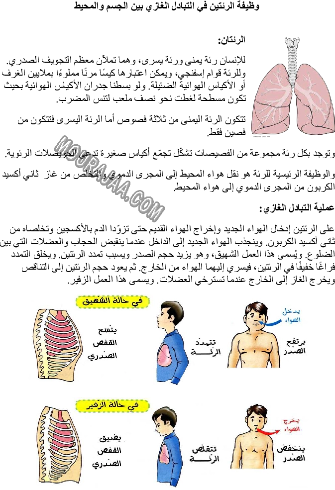 وظيفة الرئتين في التبادل الغازي بين الجسم والمحيط