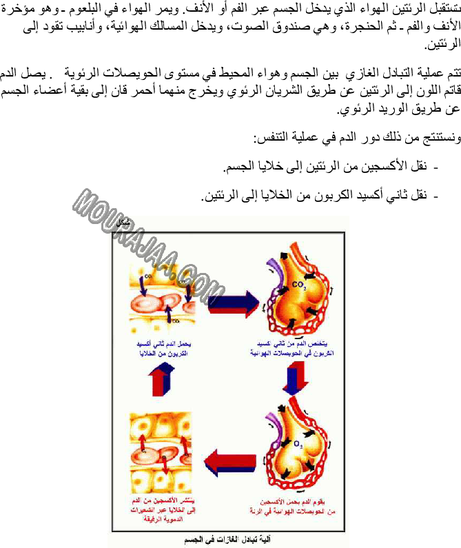 وظيفة الرئتين في التبادل الغازي بين الجسم والمحيط