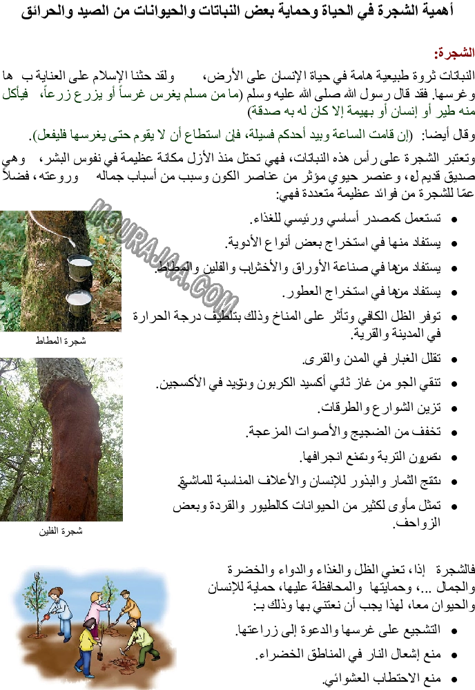 أهمية الشجرة في الحياة وحماية بعض النباتات والحيوانات من الصيد والحرائق